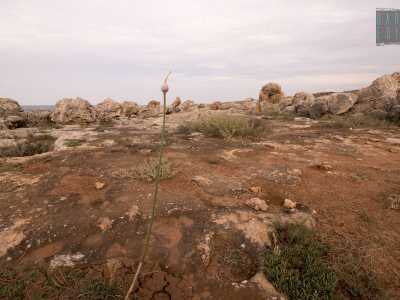 La nostra passeggiata viene per� interrotta di colpo dalla folta vegetazione dominata dai lunghi fusti delle canne selvatiche: siamo dunque costretti a deviare su un sentiero che ci porta lontano dalla costa. Calpestiamo cos� un suolo arido e spoglio su cui ogni tanto spunta qualche pianta di aglio selvatico
